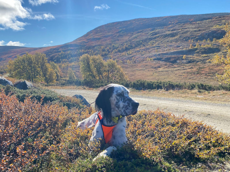 Trening på ro i oppflukt - fulltegnet